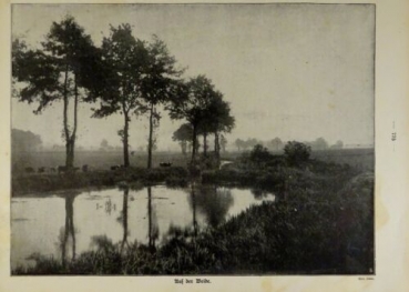 1917 - alter Druck - Auf der Weide